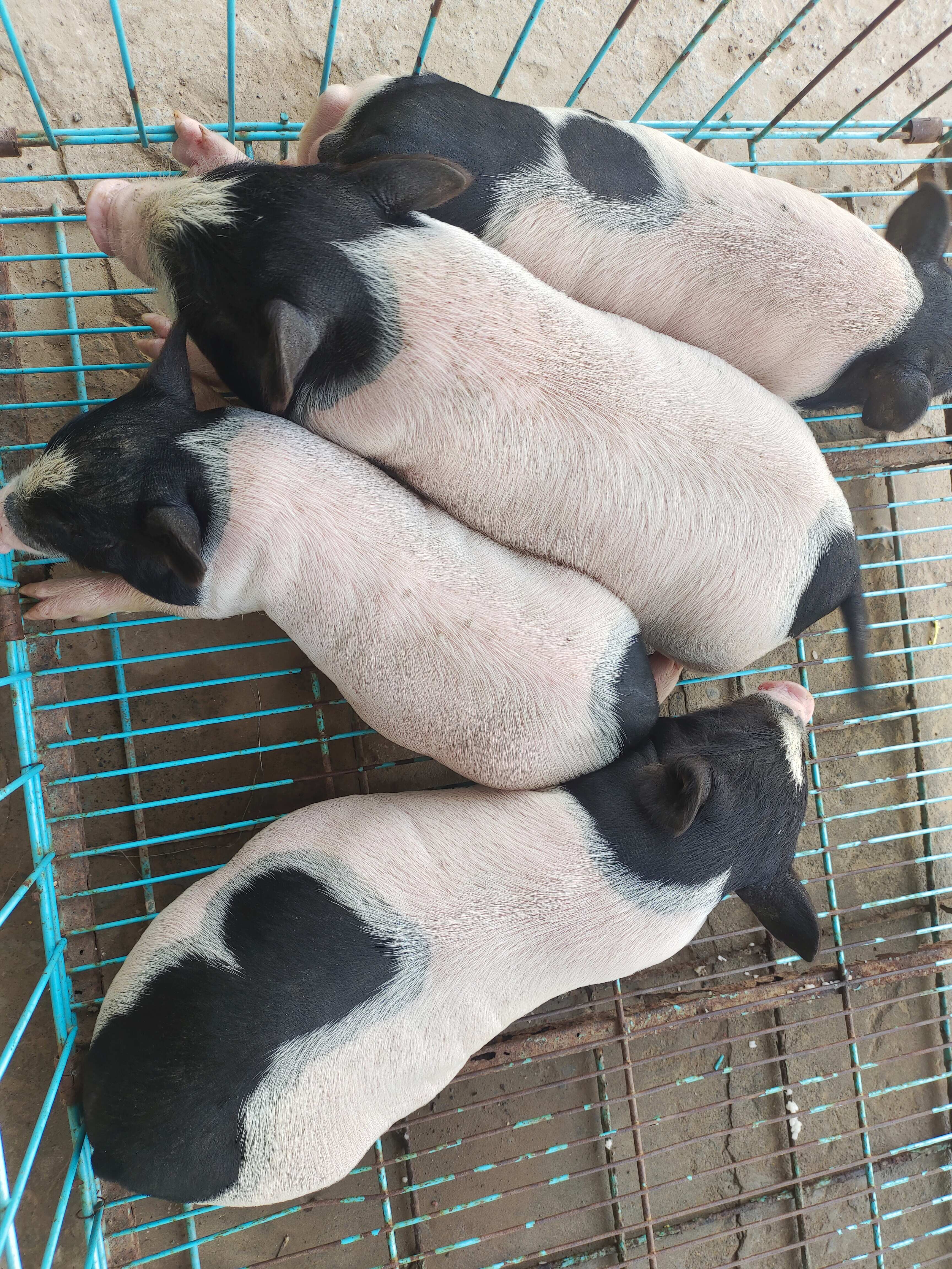 原阳县满月巴马香猪宝宝    不挑食(选购前务必联系上客服)
