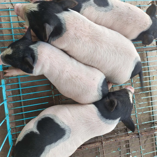 巴马香猪宝宝   1个多月  不挑食(选购前务必联系上客服)