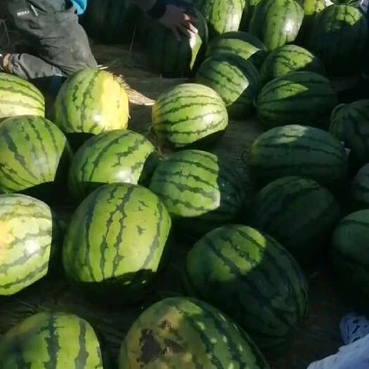 乾安县东北沙土地 地雷瓜 品质保证诚信代办代发 品质好糖度13