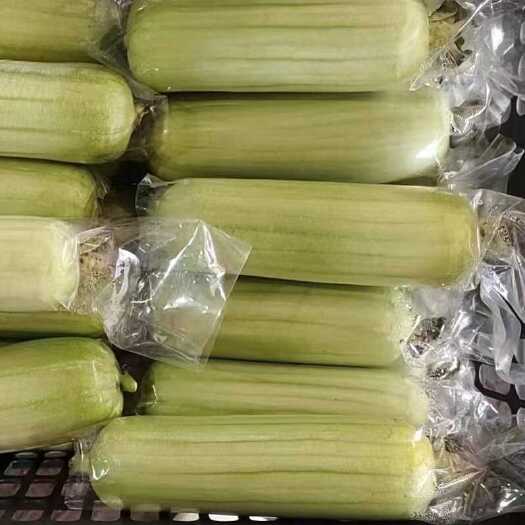 桂林精品白玉丝瓜