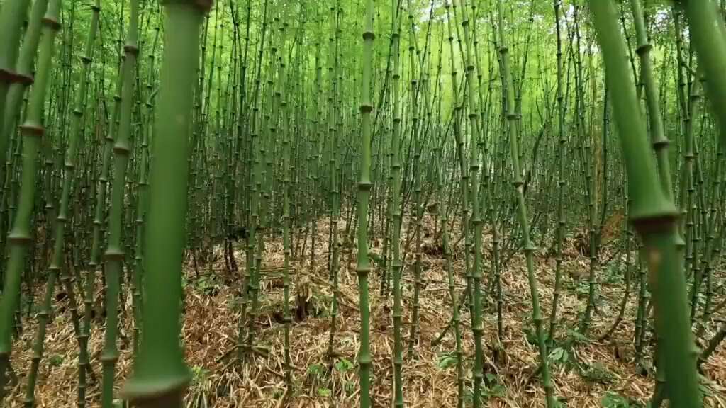 筇竹苗罗汉笋竹子苗盆栽种植采笋经济苗木