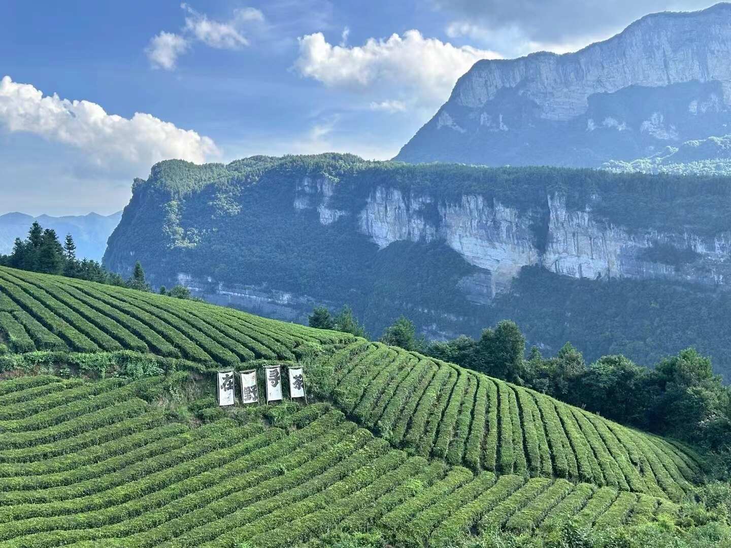 富硒來(lái)鳳藤茶