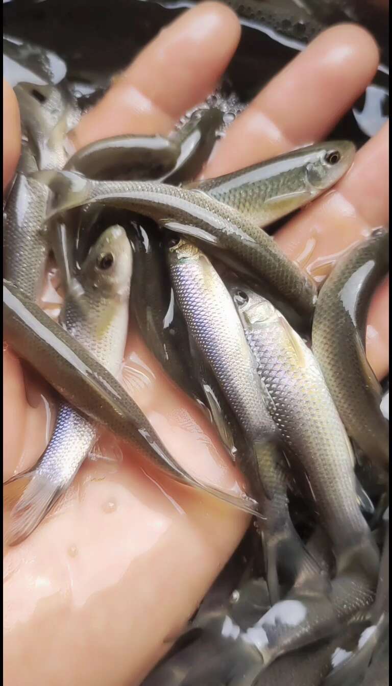 华鲮鱼苗又叫青龙棒鱼苗和沉香鱼苗。名贵淡水鱼。渔场直发。