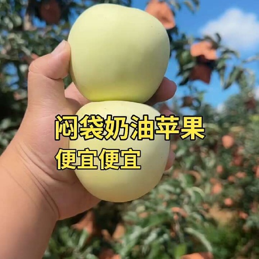 绥中县寒富苹果，一手货源量大优惠整车批发，