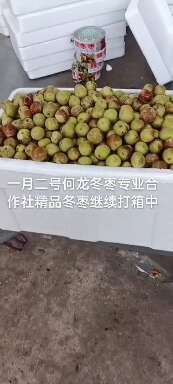 滨州沾化冬枣继续大量收货中何龙冬枣专业合作社