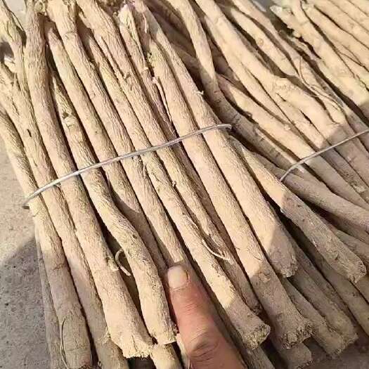陇西县白皮芪