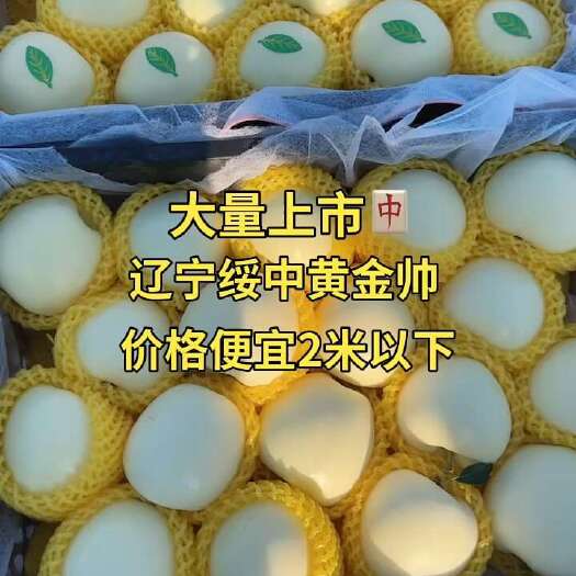 绥中县【产地直销】绥中黄元帅苹果10000斤起批，没有中间商赚差价