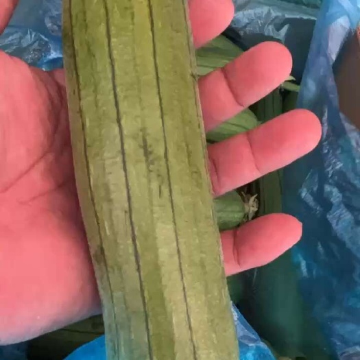 南通油皮丝瓜，大量上市，一次合作终身受益