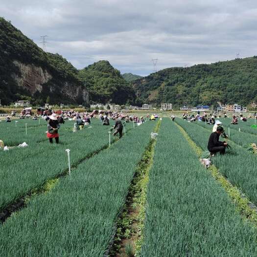 赫章县四季香葱
