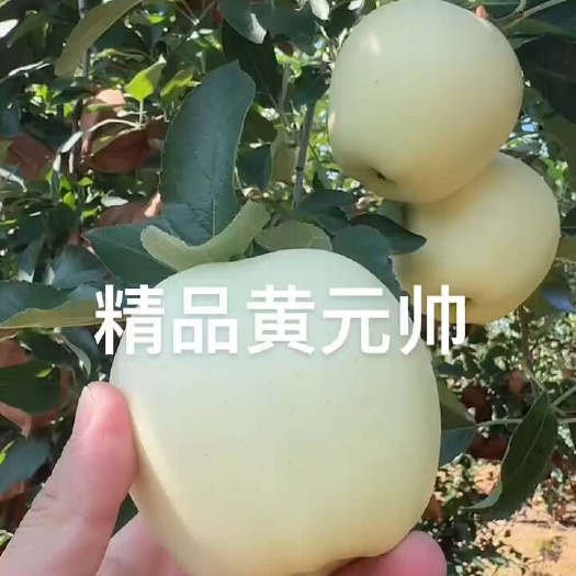 绥中县黄元帅苹果，无黑心，外表无伤，冰糖心，脆甜通货便宜