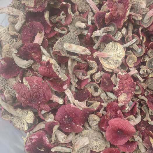 云南红菇月子菇水洗干货统货干净无杂质无泥巴农户自产自销