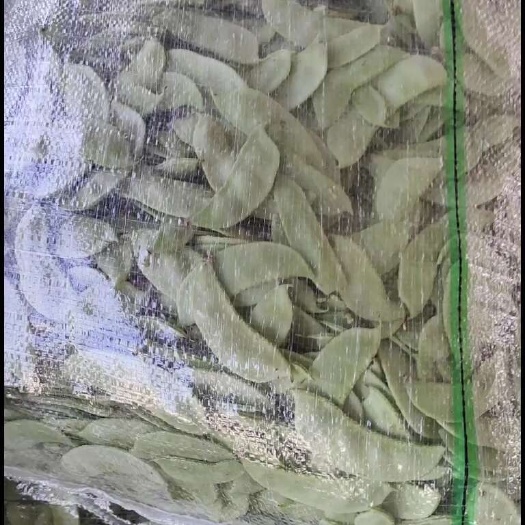 淮安绿扁豆