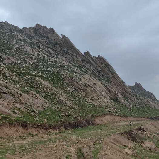 兴和县内蒙古大青山散养山羊，不喂养任何饲料，散养山羊！