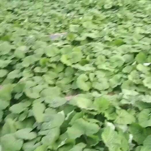 会宁县款冬花，鲜花