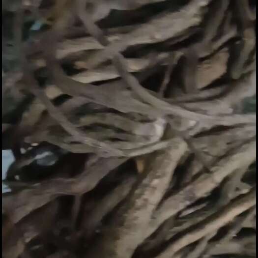 上林县小叶勾儿茶根是铁包金