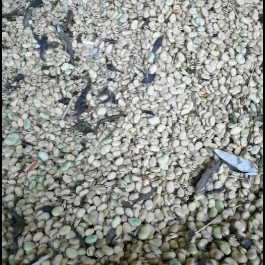 卓尼县新品羊眼豆量大