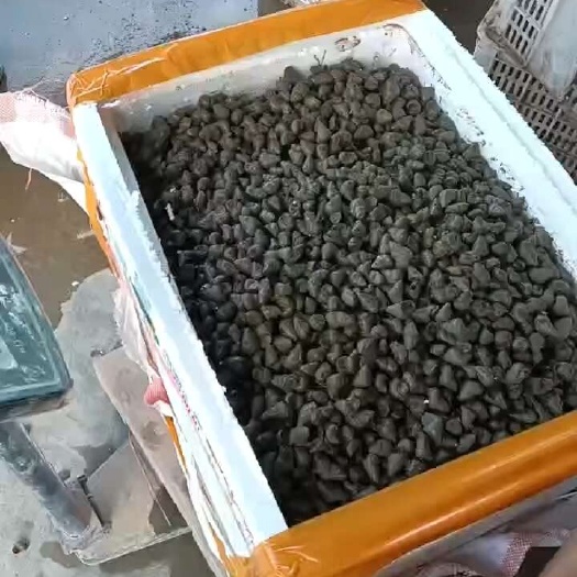 罗定市大量普石螺，中石，大石