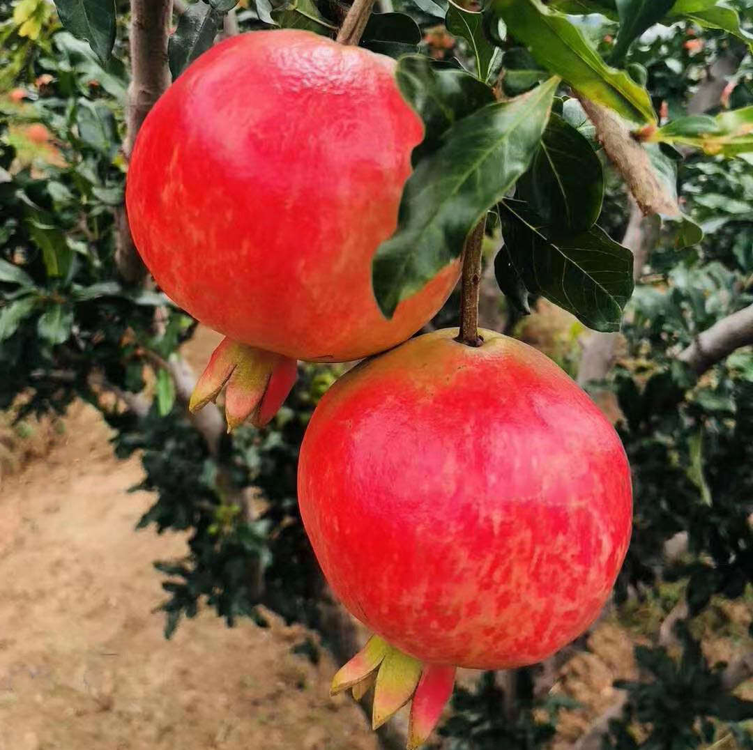 運(yùn)成苗木種植基地