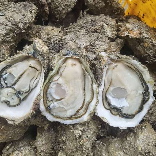徐闻县生蚝，海鲜，干货，带子螺