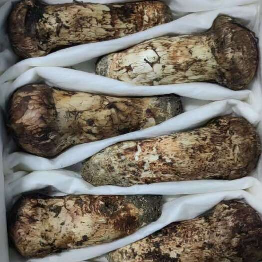 林口县1750天的等待5-6年的时间从孢子形成菌丝➡️菌丝形成