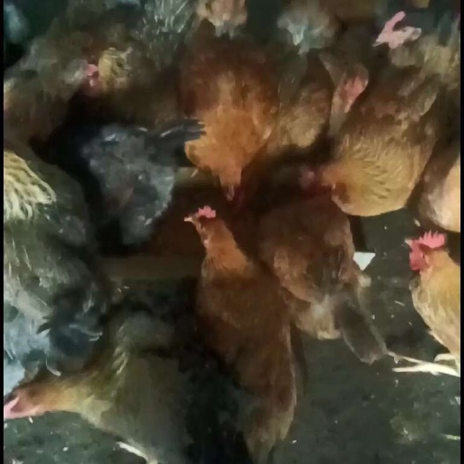 清远文昌鸡
