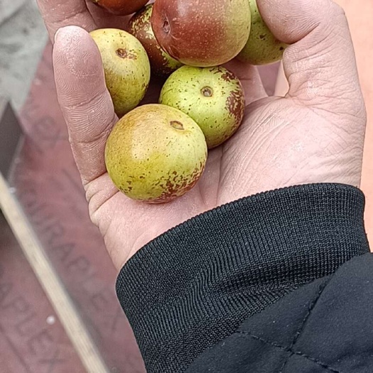 滨州山东沾化冬枣新鲜直达 品质优良产地直发 果肉鲜美甜蜜爽口