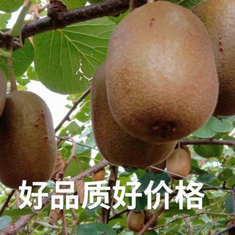 淄博碧玉猕猴桃