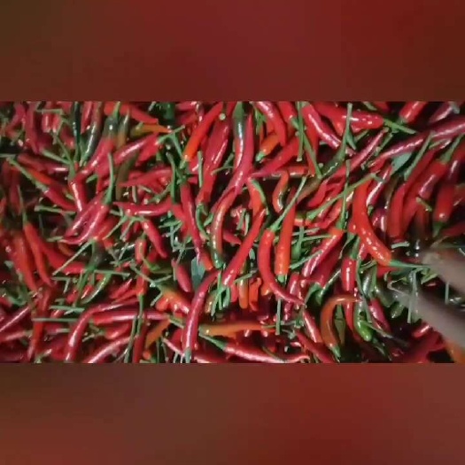 富源县精品电商小米辣