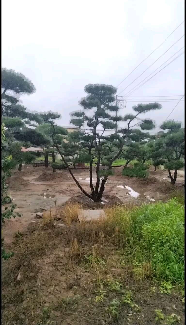 造型油松
