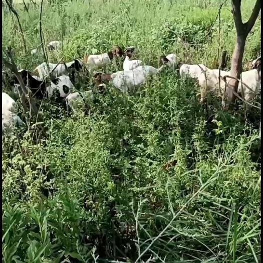 蚌埠自繁自养的跑山羊