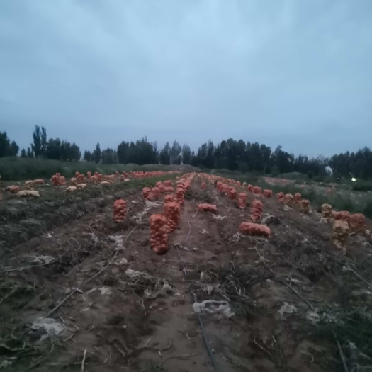 古浪沙土黄皮黄心土豆批发便朋友来价品质好，3两以上起