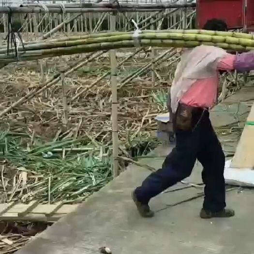 广德市黑皮甘蔗