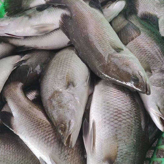 珠海盲曹鱼