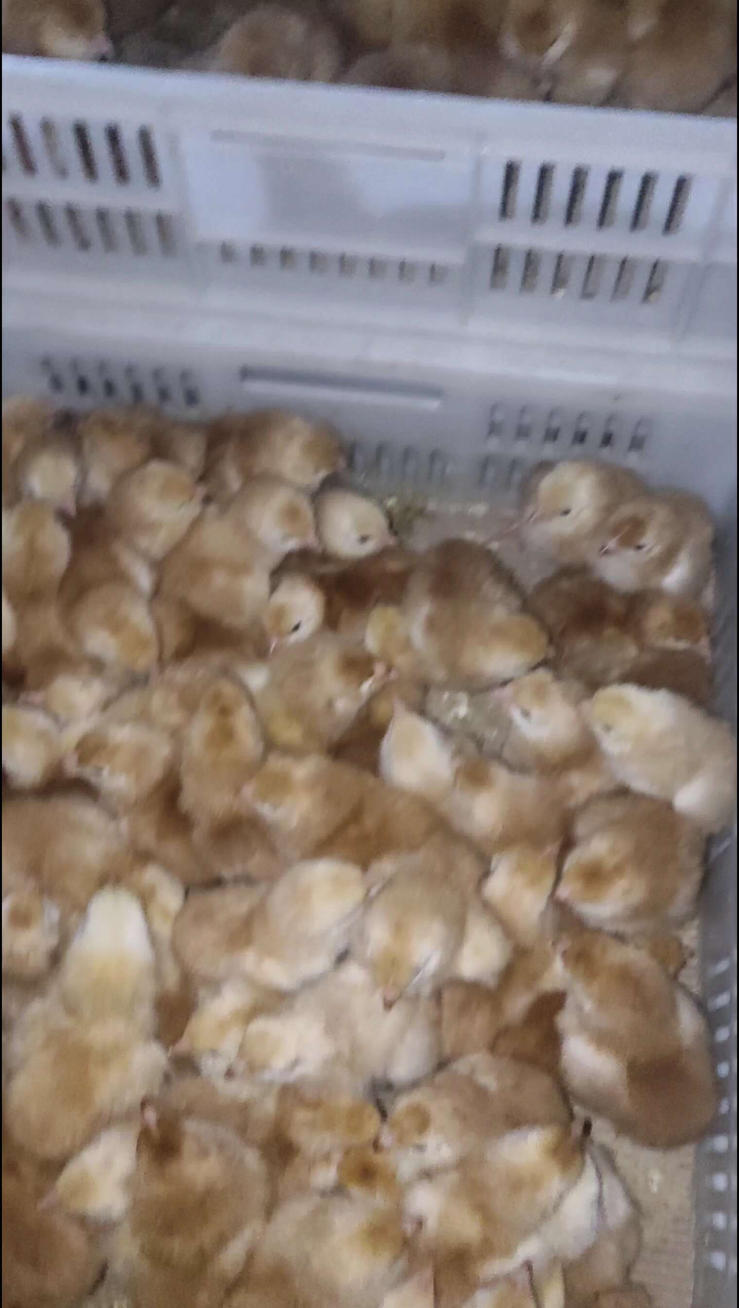 兴平鸡苗