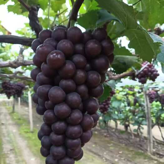 北镇市辽宁锦州北镇市巨峰葡萄大量上市了，货源充足保质保量，诚信第一
