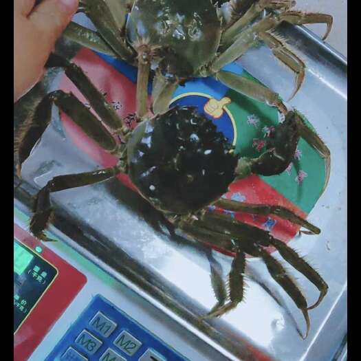 锦州稻田蟹