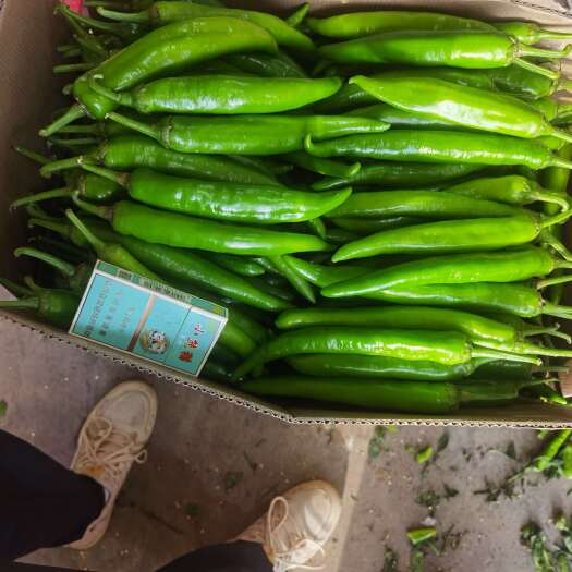 通许县鲜辣椒