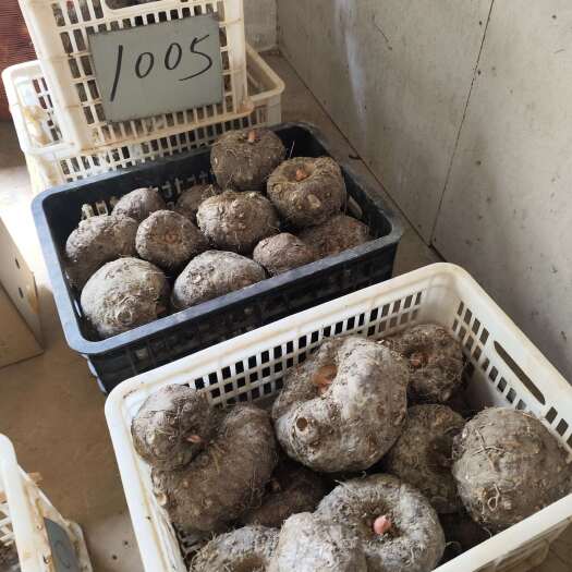 曲靖云南本地大个豆腐魔芋批发