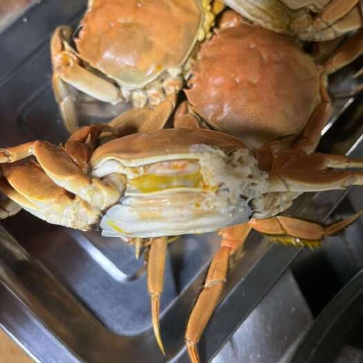锦州盘锦稻田蟹