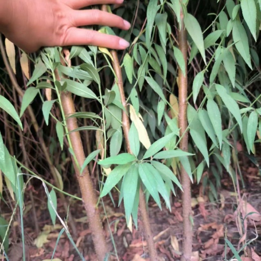 桃树苗