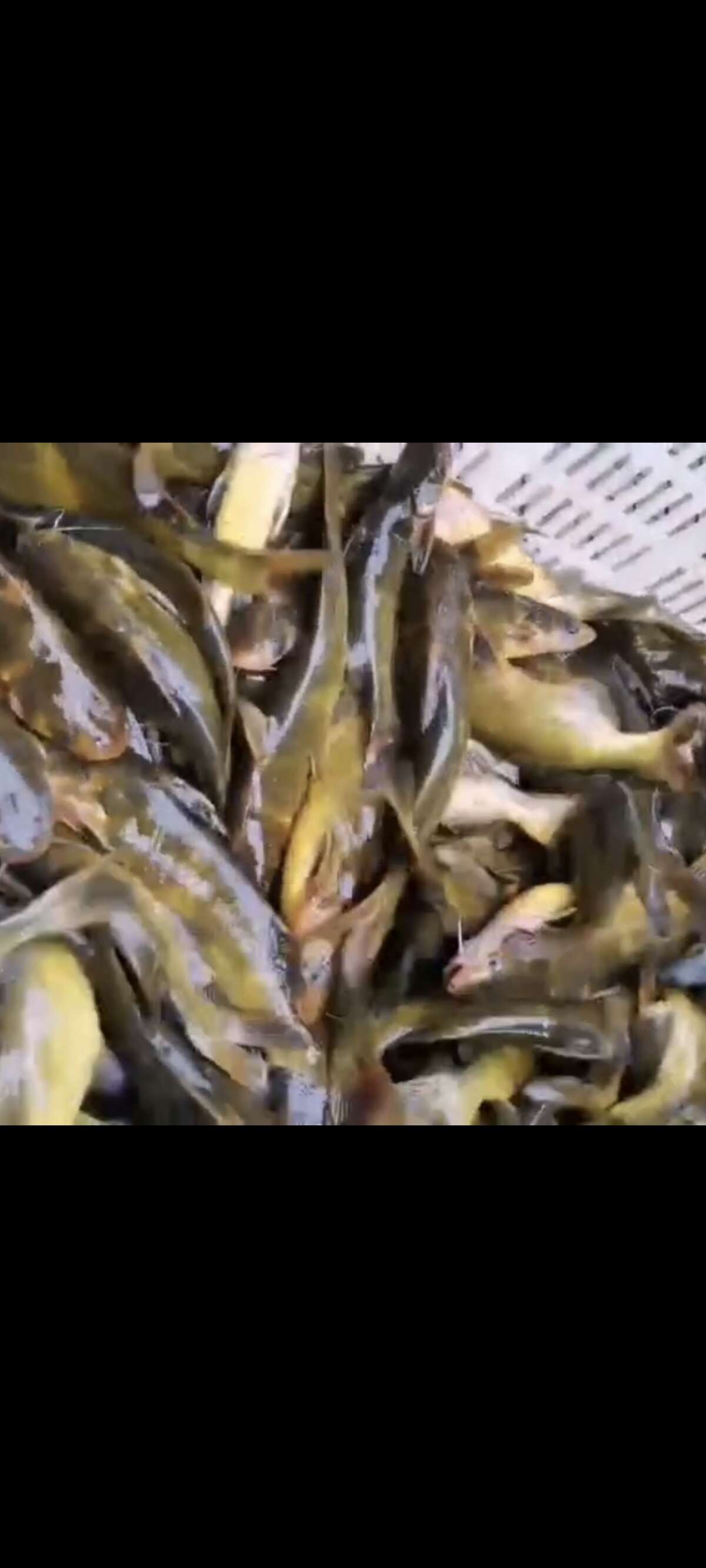 黄颡鱼