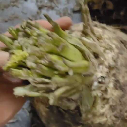 原阳县根芹