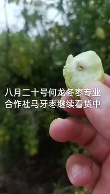 滨州山东滨州沾化冬枣新鲜现摘脆甜可口果仁饱满品质优