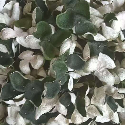 灵山县青皮