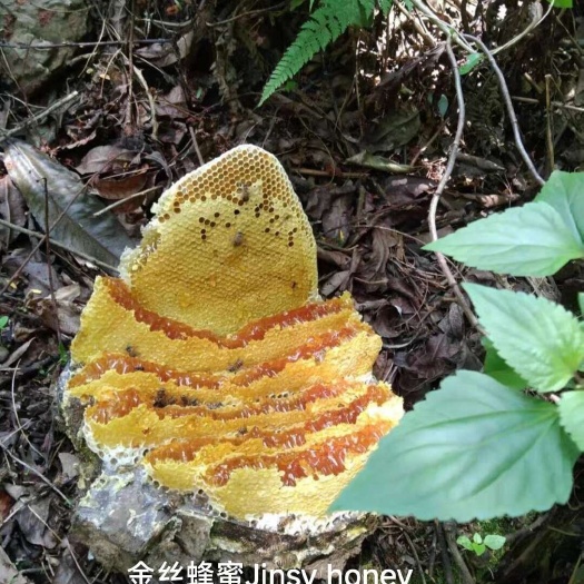 黔西市土蜂蜜纯正天然野生农家自产春蜜优选特产成熟椴树蜜枇杷百花雪蜜