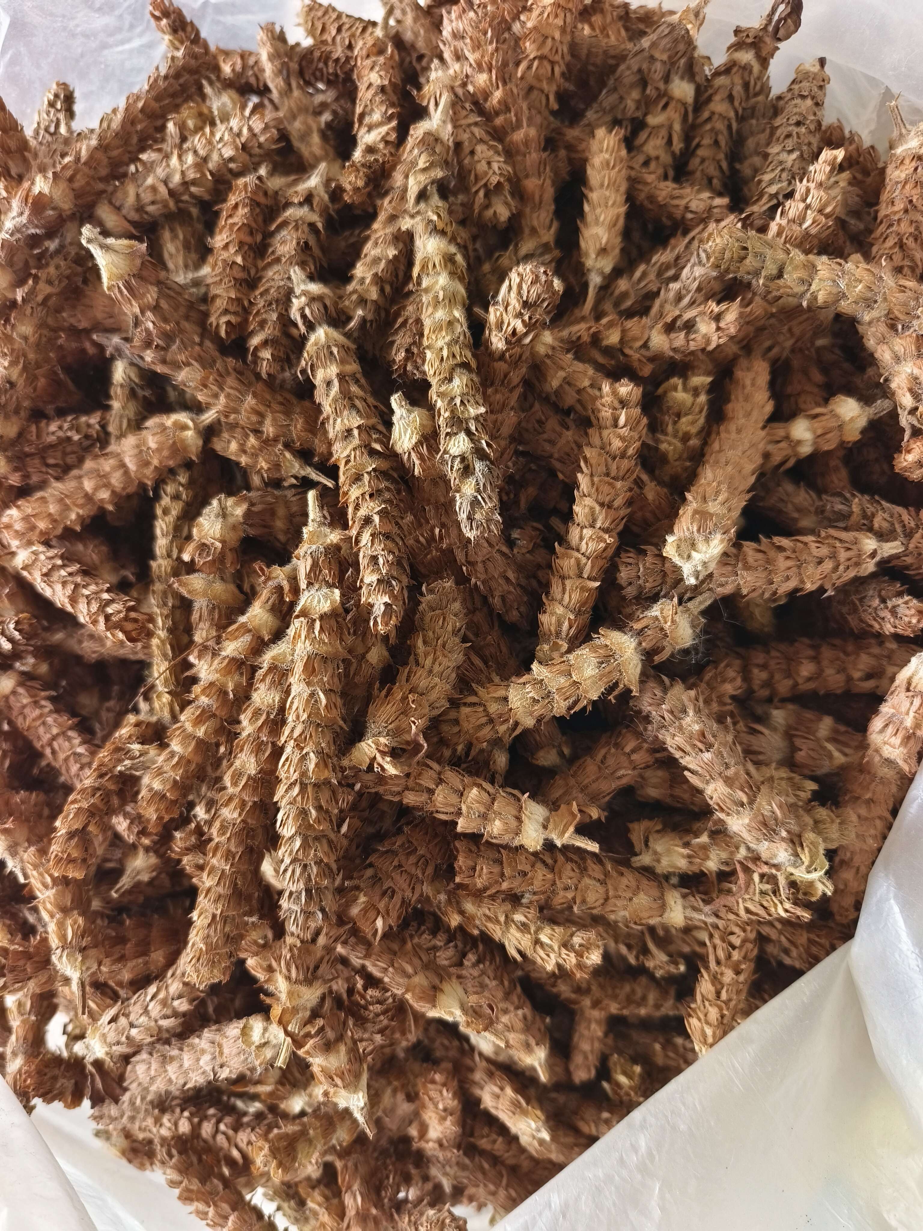 晨姐夏枯草