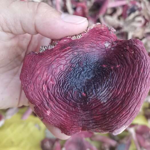 武平县野生红菇（2红系列产品）福建野生红菇二红