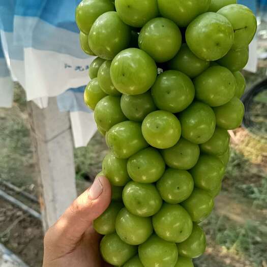 夏邑县阳光玫瑰