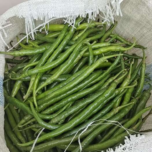 沁县线椒