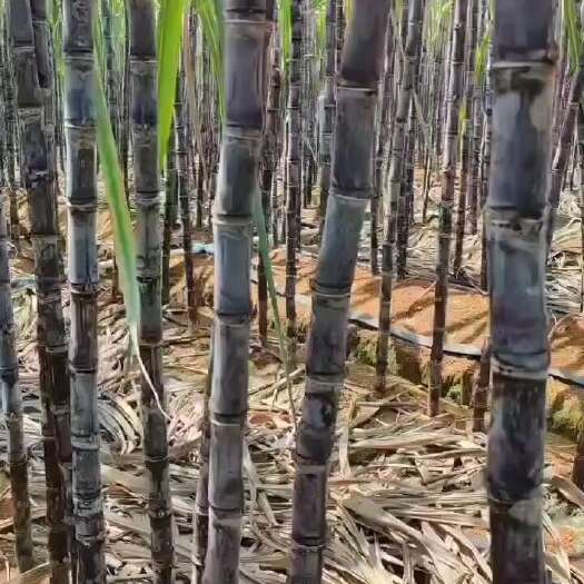 广西黑皮甘庶一手货源，颜色好，节巴长，高度够高，甜度够。